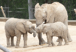 San Diego Safari Park Elephants