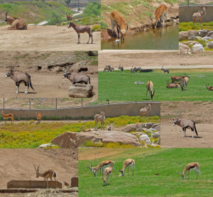 Antelopes at Wild Animal Park Escondido CA