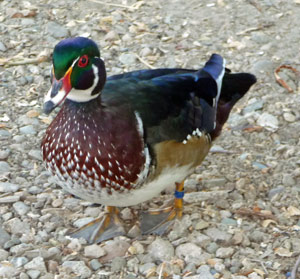 Harlequin duck at Caldwell ID