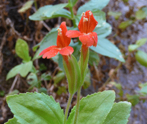 Scarlet Monkey Flower (Mimulus cardinalis)