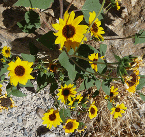 Sunflowers in Utah Sept 2010