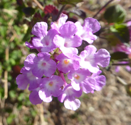 Goodding Verbena (Verbena-gooddingii)