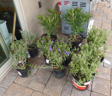 Arizona drought resistant shrubs