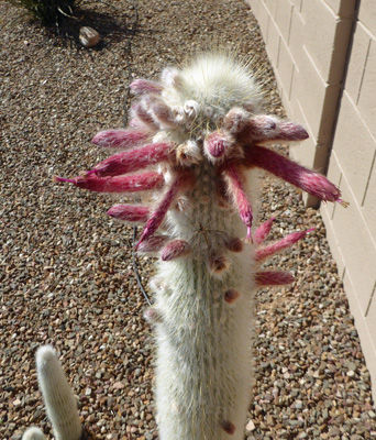 Silver Torch Cactus