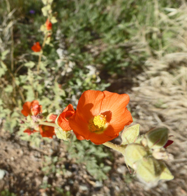 Globe Mallow (Sphaeralcea ambigua)