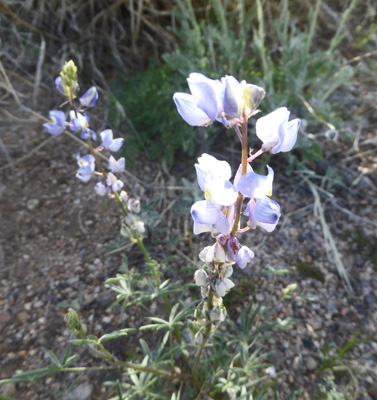 Arroyo Lupine (Lupinus sparsiflorus)