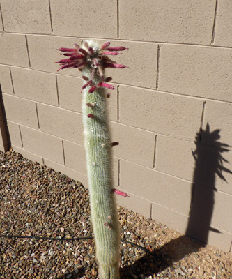 Silver Torch Cactus