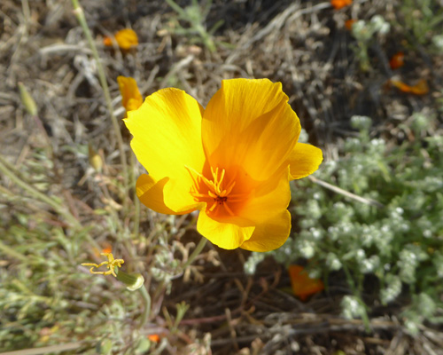 California Poppies (Eschscholzia californica)