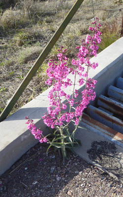 Parry penstemon (Penstemon parryi)