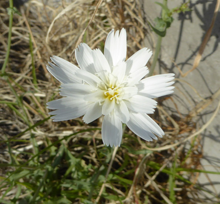 White Chicory (Rafinesquia nemomexicana).