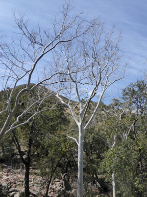 Sycamore tree