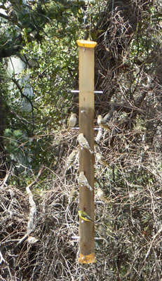 Lesser Goldfinches