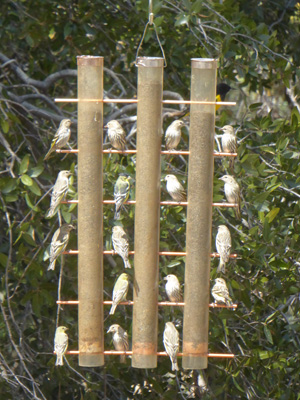 Lesser Goldfinches