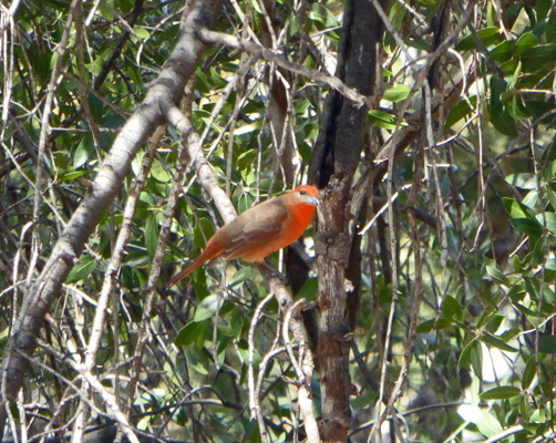 Hepatic tanager