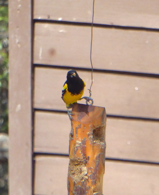 Scott’s Oriole