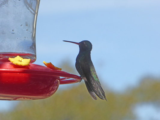 Hummingbird