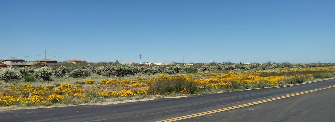 CA poppies