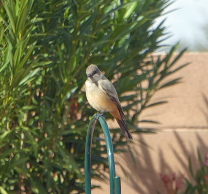 Northern Mockingbird