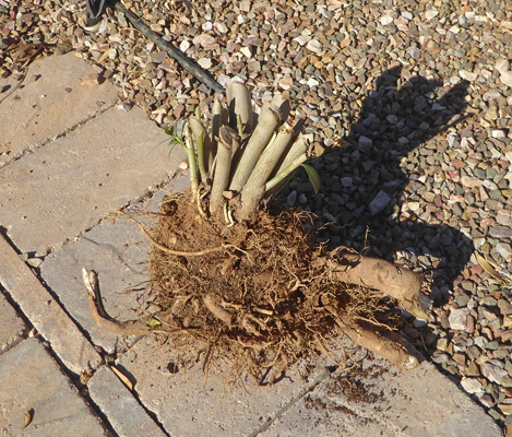 oleander stump