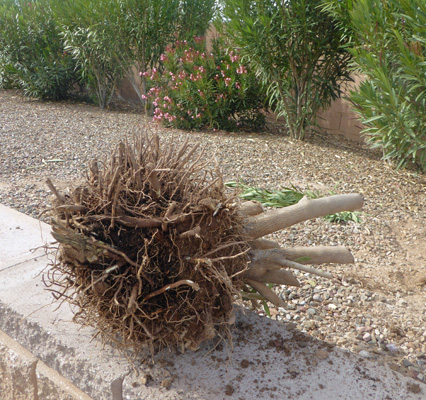 Oleander stump