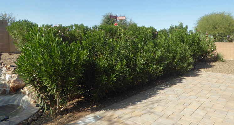 Oleanders along patio