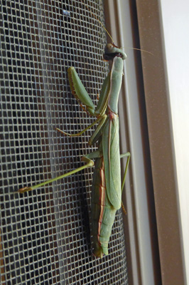 Praying Mantis