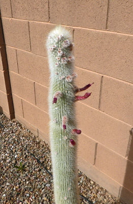 Silver Torch Cactus in bloom