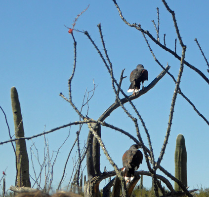 Harris Hawks AZ-Sonora Desert