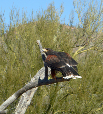 Harris Hawk AZ-Sonora Desert