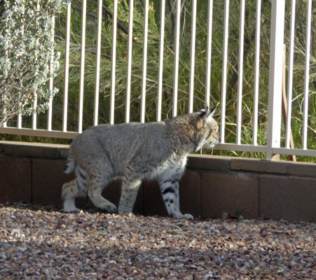 bobcat in Rancho Resort