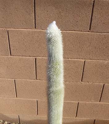 snow topped Silver Torch Cactus