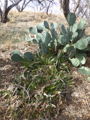 Aloe and beavertail cactus