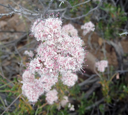 Flat-topped Buckwheat (Eriogonum fasciculatum)