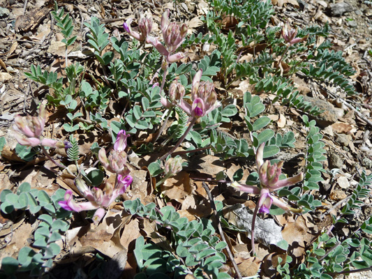 Hall's Milkvetch (Astragalus hallii)