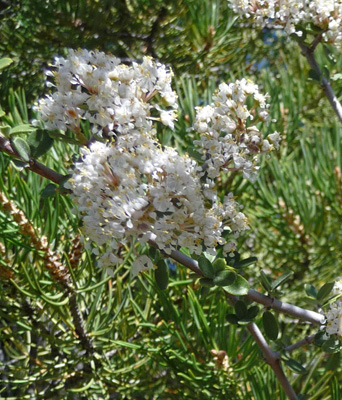 Desert Ceanothos (Ceanothus greggii)