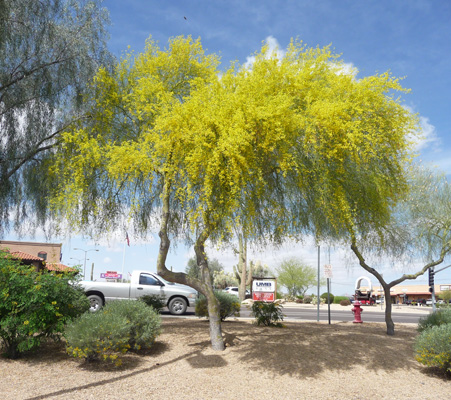 Blooming Palo Verde trees Wickenburg AZ
