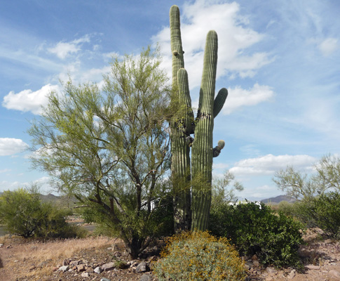 Campsite garden Lost Dutchman SP