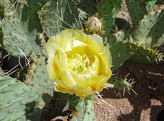 Engelmann Prickly Pear