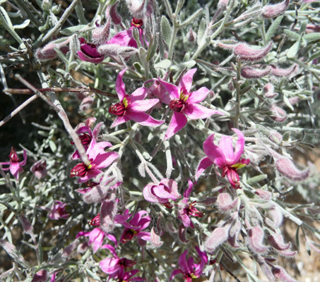 Range Ratany (Krameria erecta)