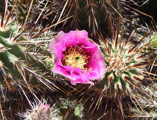 Hedgehog Cactus in bloom