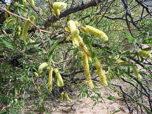 Velvet Mesquite blooms