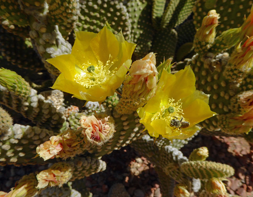 beavertail cactus in bloom