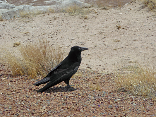 Raven Petrified Forest NP