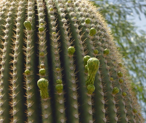 Saguaro cactus buds