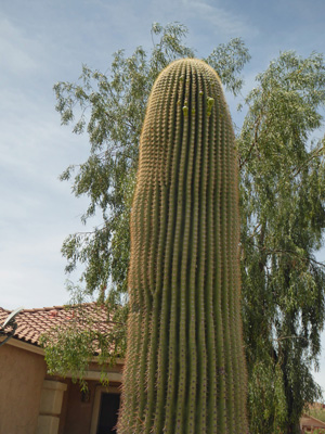 Saguaro with buds