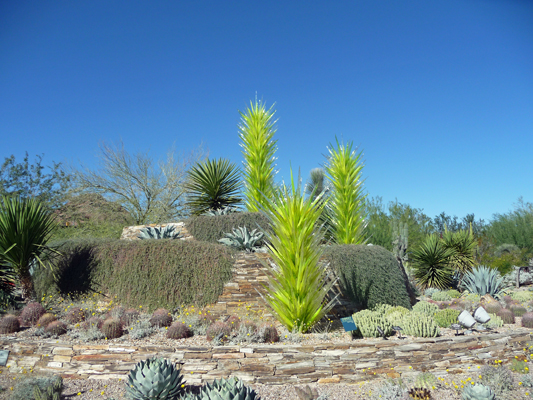 Chihuly glass Desert Botanical Garden