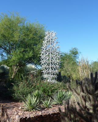Saguaro Bruce Monroe Desert Botanical Garden