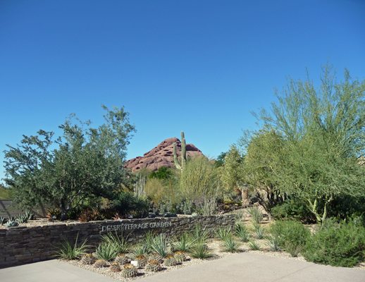 Desert Botanical Garden Phoenix AZ