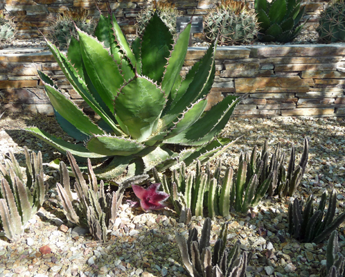 Stapelia gigantea Desert Botanical Garden