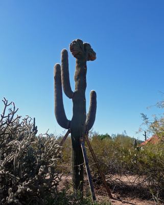 Saguaro cactus with cresta